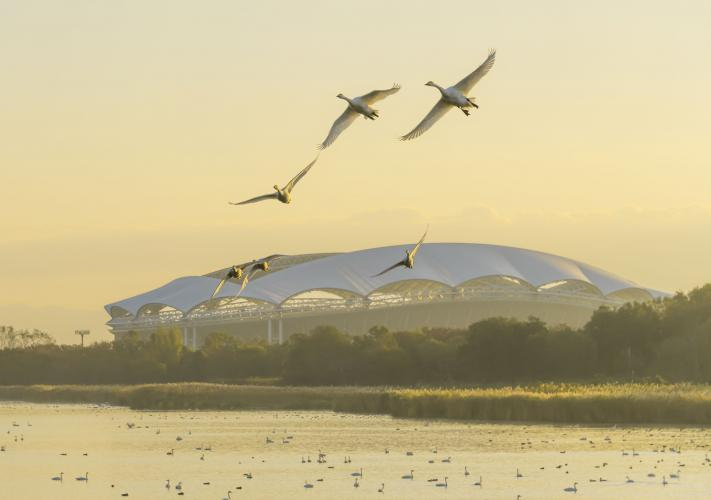 【2025－2026年】新潟市の鳥「白鳥」が見られるおすすめスポットをご紹介