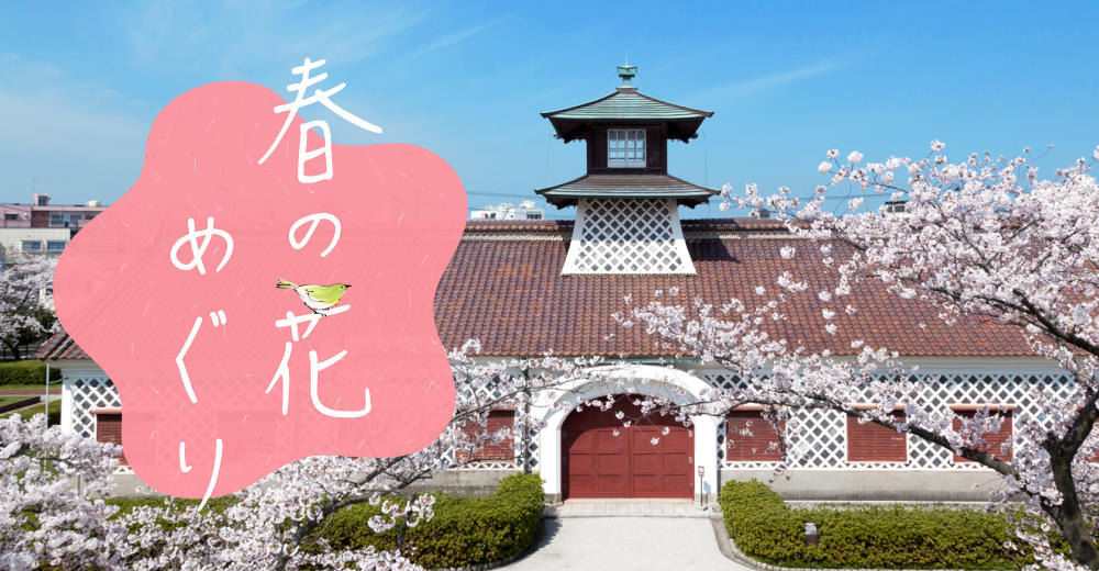 【2026年】新潟市の春の花めぐり－桜・菜の花・藤の花・チューリップの見頃・名所を紹介