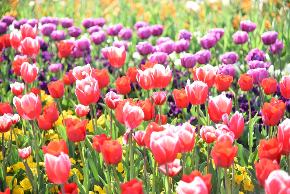 いくとぴあ食花