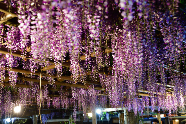 【春】北方文化博物館大藤棚ライトアップ