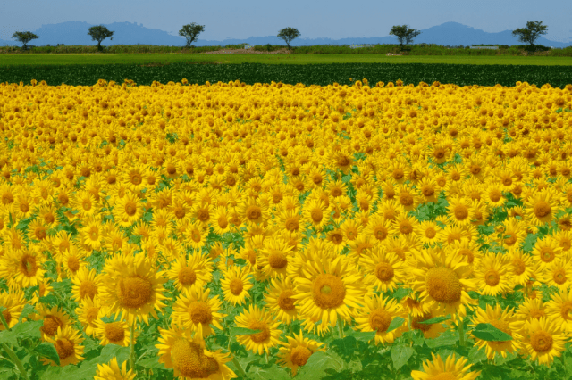 新潟市アグリパーク裏のひまわり畑