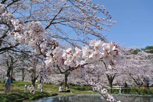 白山公園・空中庭園の桜