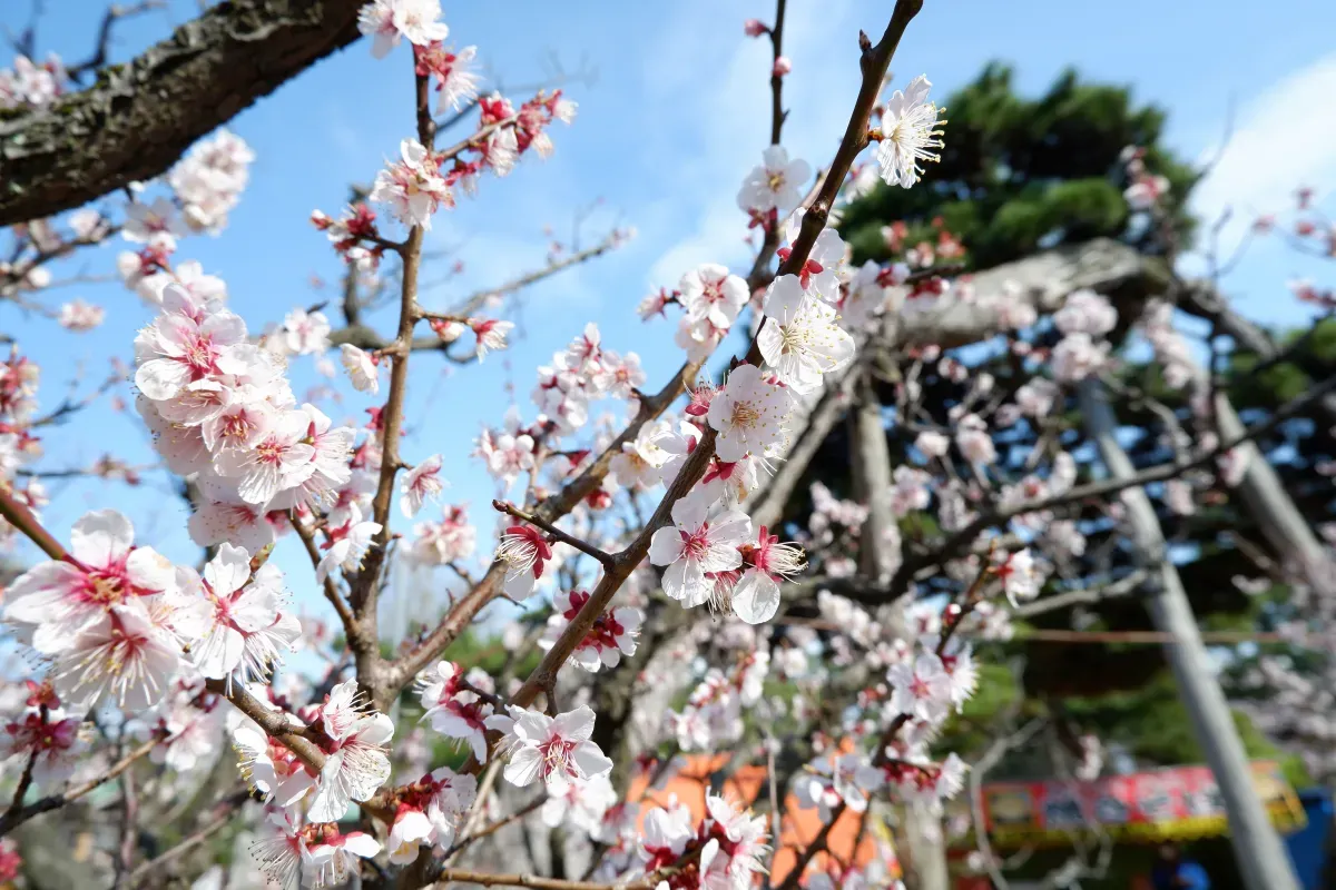 桜の季節には多くの人でにぎわいます。