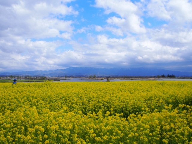 福島潟の菜の花