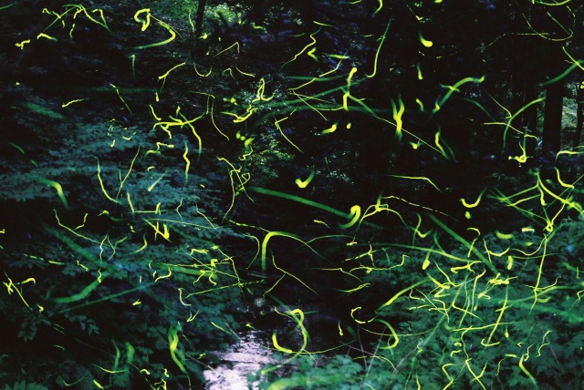 福井ほたる祭り