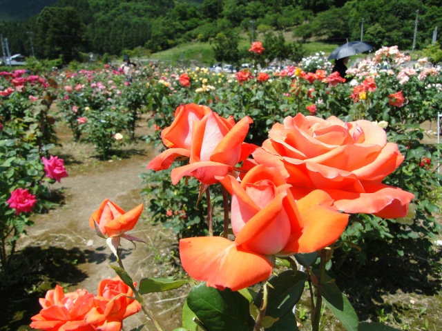 お杉ばら園