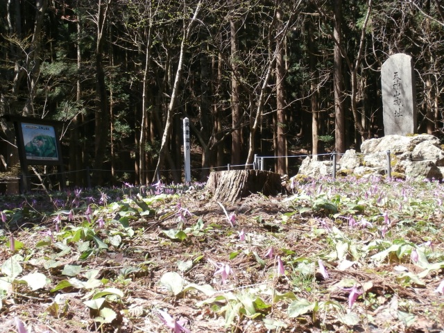 天神山武者溜り【カタクリ】