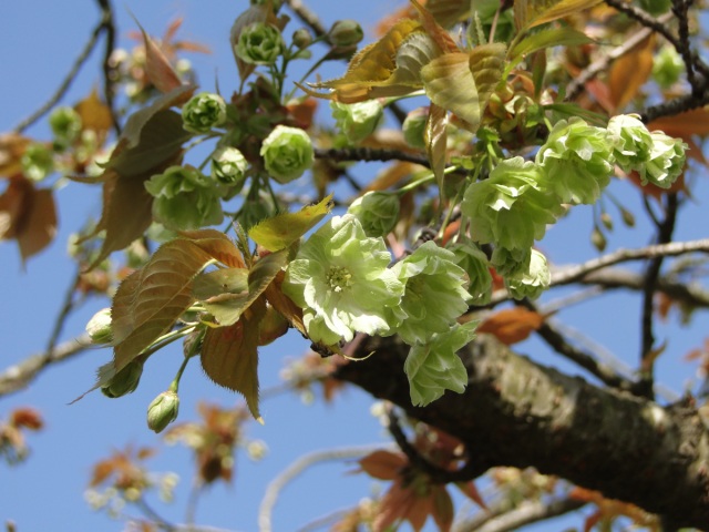 北山池公園【桜の名所】