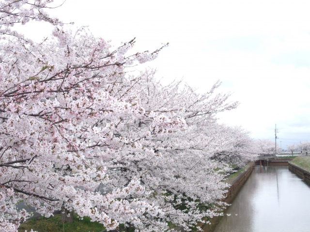 すご堀の桜並木