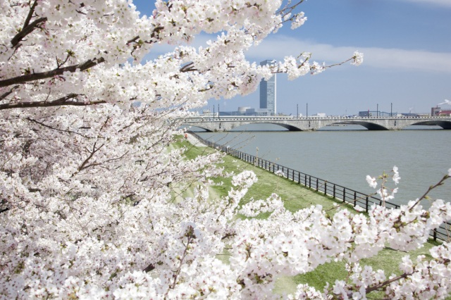 信濃川やすらぎ堤緑地