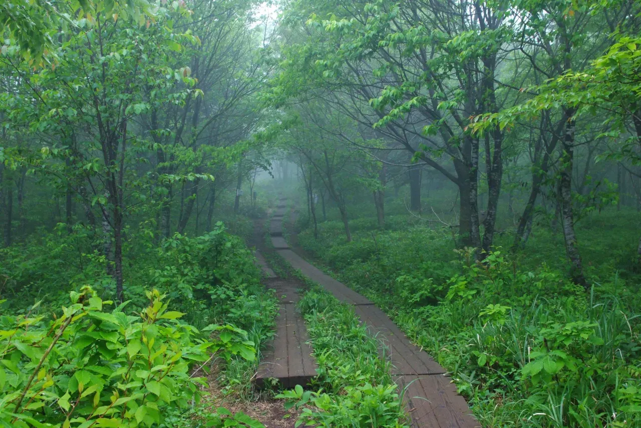 整備された山道、登山も楽しめます。
