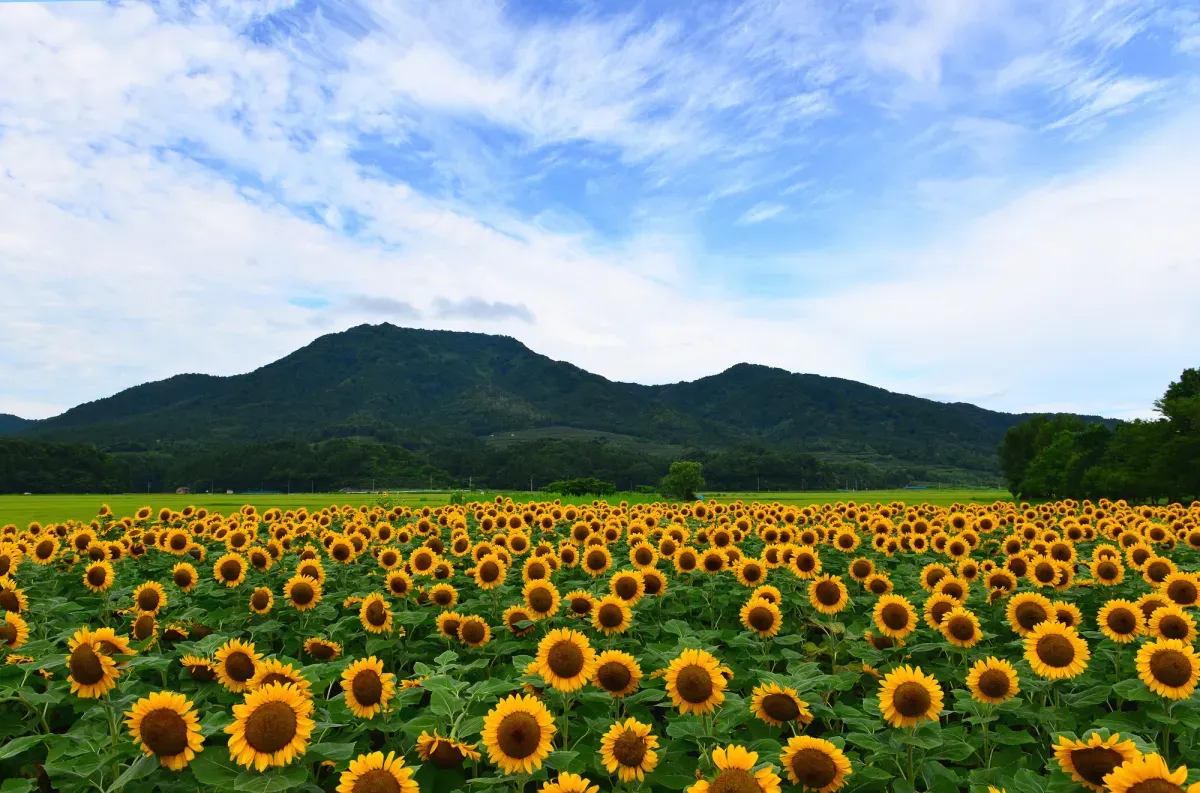 夏、上堰潟公園にてひまわりと山を眺める