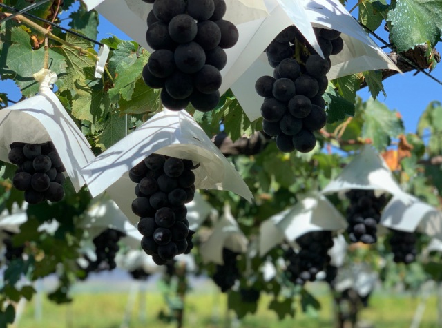 白根グレープガーデン