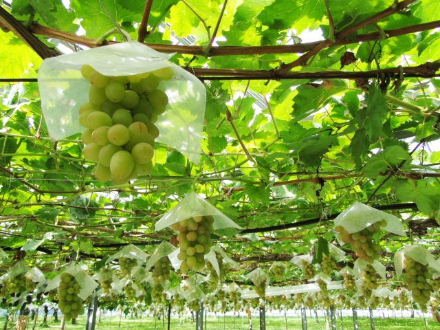 池田観光果樹園