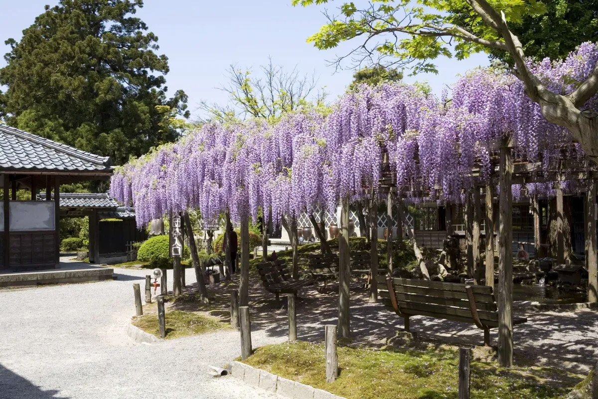 春の大藤