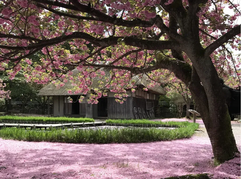古民家と八重桜