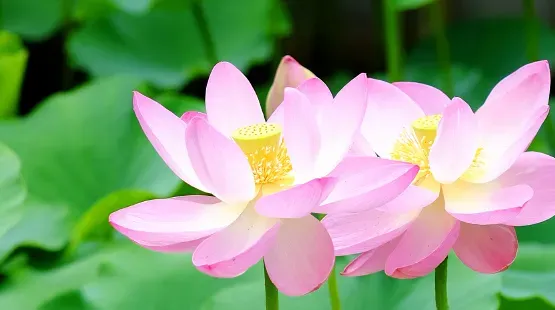 夏の古代ハス