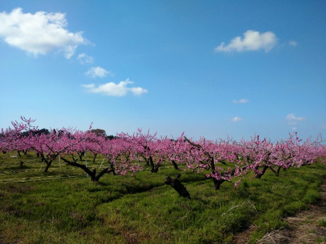 新潟市南区の果樹園【桃の花の名所】