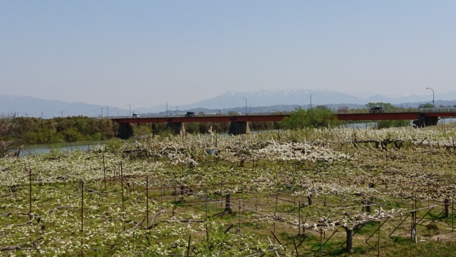 新潟市南区の果樹園【梨の花の名所】