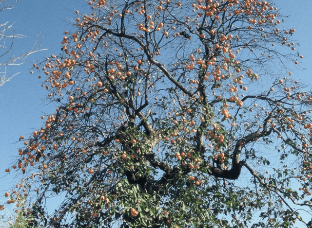 八珍柿（はっちんがき）原木