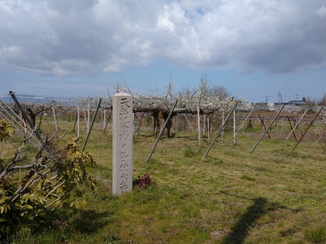 月潟の類産ナシ