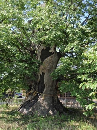賀茂神社の大ケヤキ