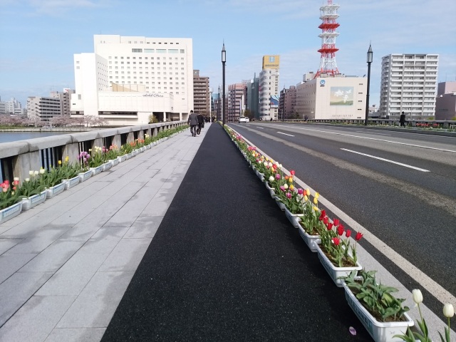 萬代橋チューリップフェスティバル