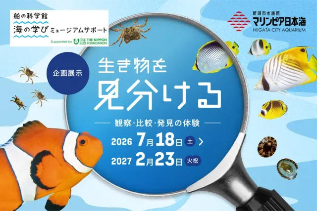 【マリンピア日本海 企画展示】生き物を見分ける― 観察・比較…