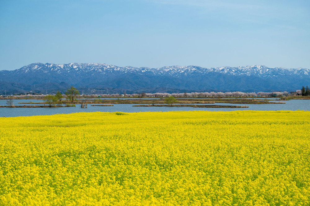 自然の宝庫「福島潟」