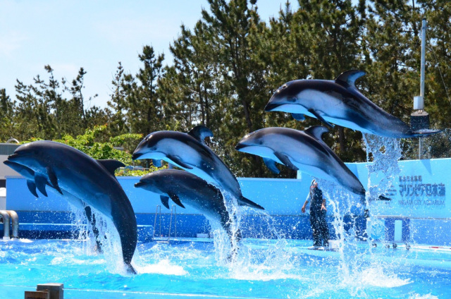 新潟市水族館 マリンピア日本海　―7/19,8/9~15は8時開館！―