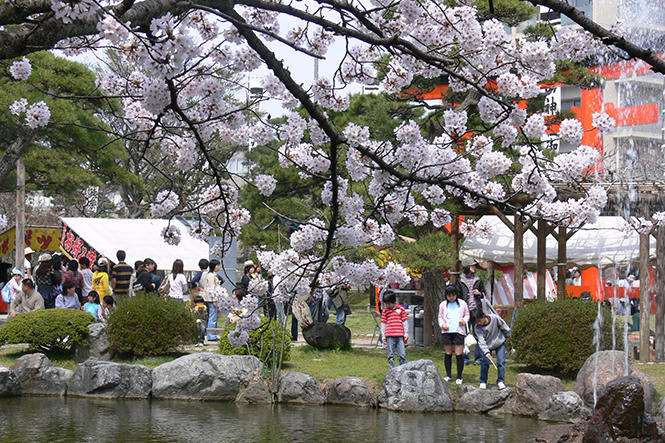 22年 新潟市の春の花めぐり 桜 菜の花 藤の花 チューリップの見頃 名所を紹介 旅のしおり