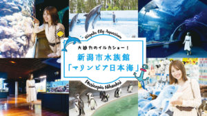 大迫力のイルカショー！新潟市水族館マリンピア日本海